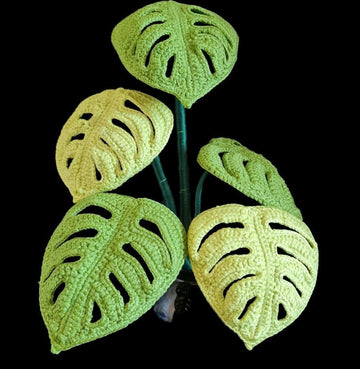 Monstera Swiss Cheese plant