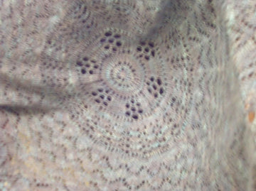 Pi Shawl