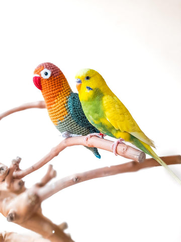 Fischer's Lovebird