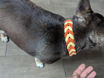 Puppy Collar 2 English_US