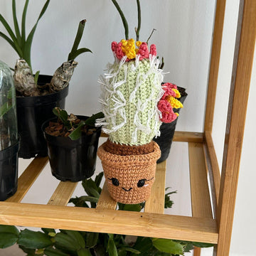 Bloomy the Cactus