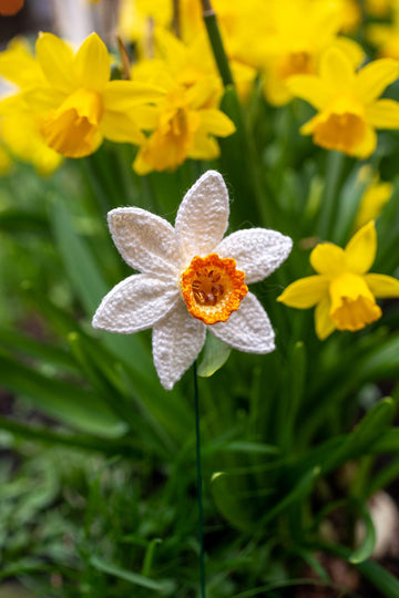 Daffodil