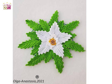 Poinsettia white