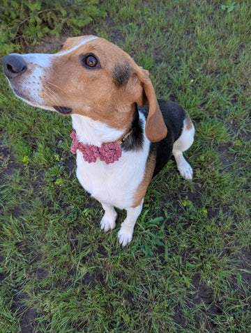 Plush Dog 1 Collar with Flowers English-US