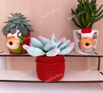 Succulent in pot - Echeveria