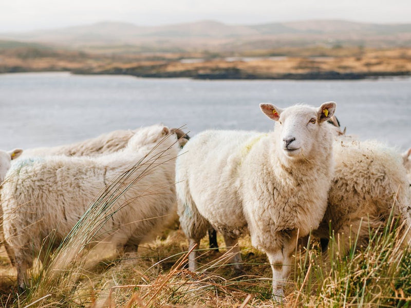 Where does wool come from and how is it made?