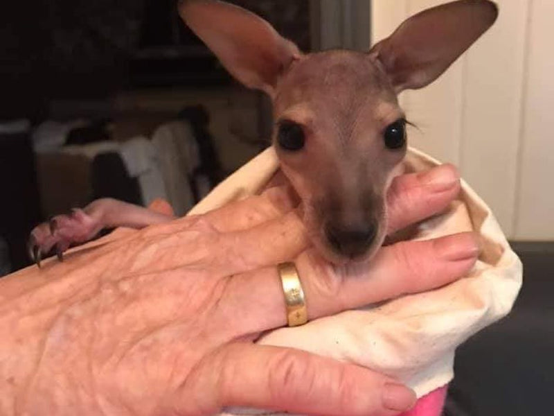 Joey pouches, bird baskets and bat wraps to help the Australian fire crisis