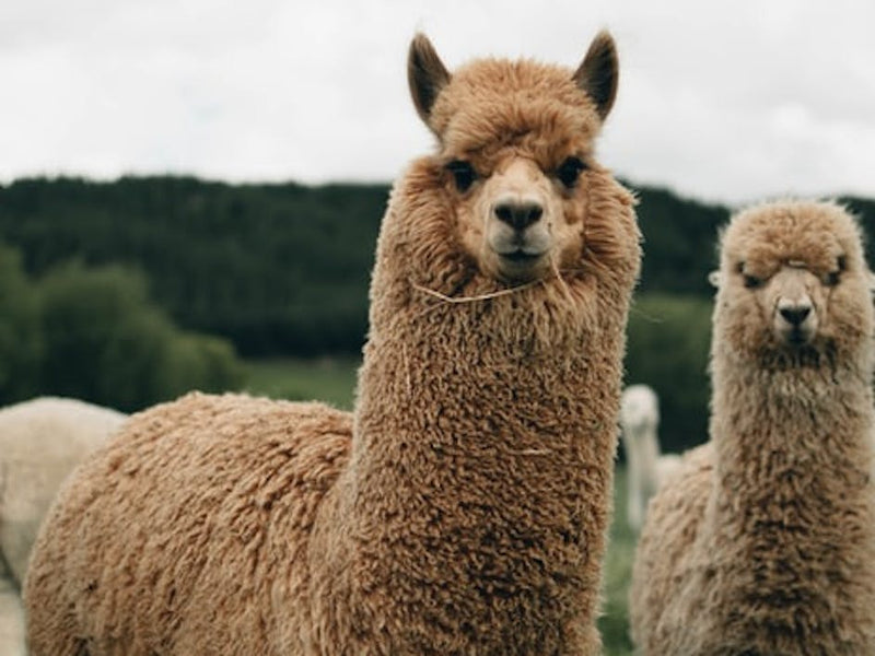 Alpaca wool: everything you need to know and what to make