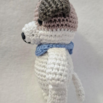 Jack Russell Terrier Dog