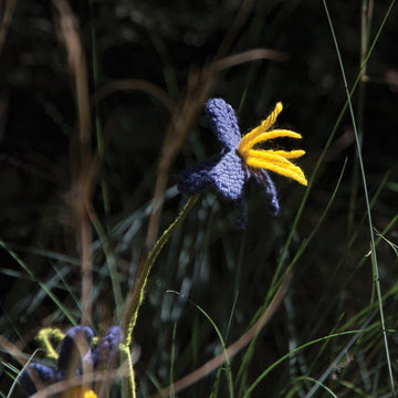 Flax Lily