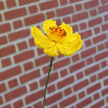 Cosmos flower wild flower