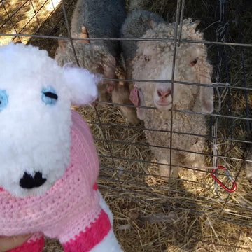 Baby Goat With Pajamas