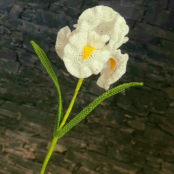 Iris flower long bearded