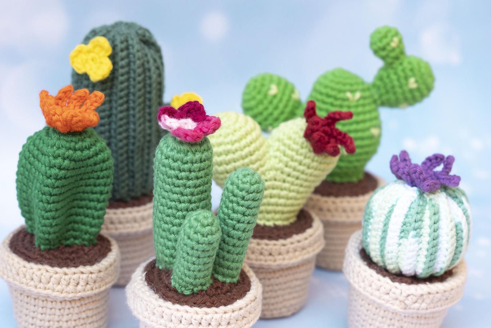 Cactus Bundle