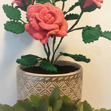 Rose Bush
