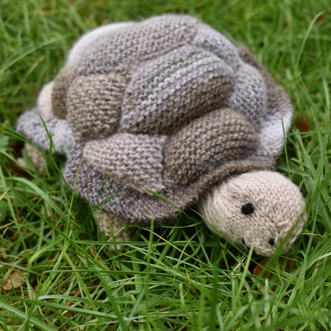 Tortoise