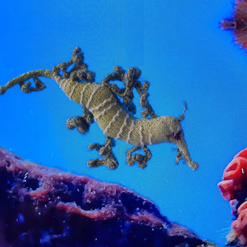 Leafy seadragon