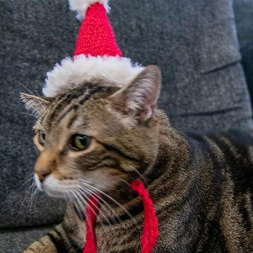 Cat Santa Hat