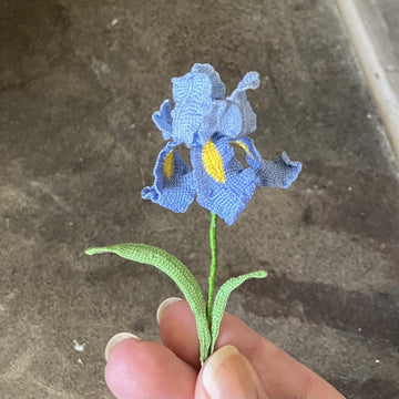 Iris flower