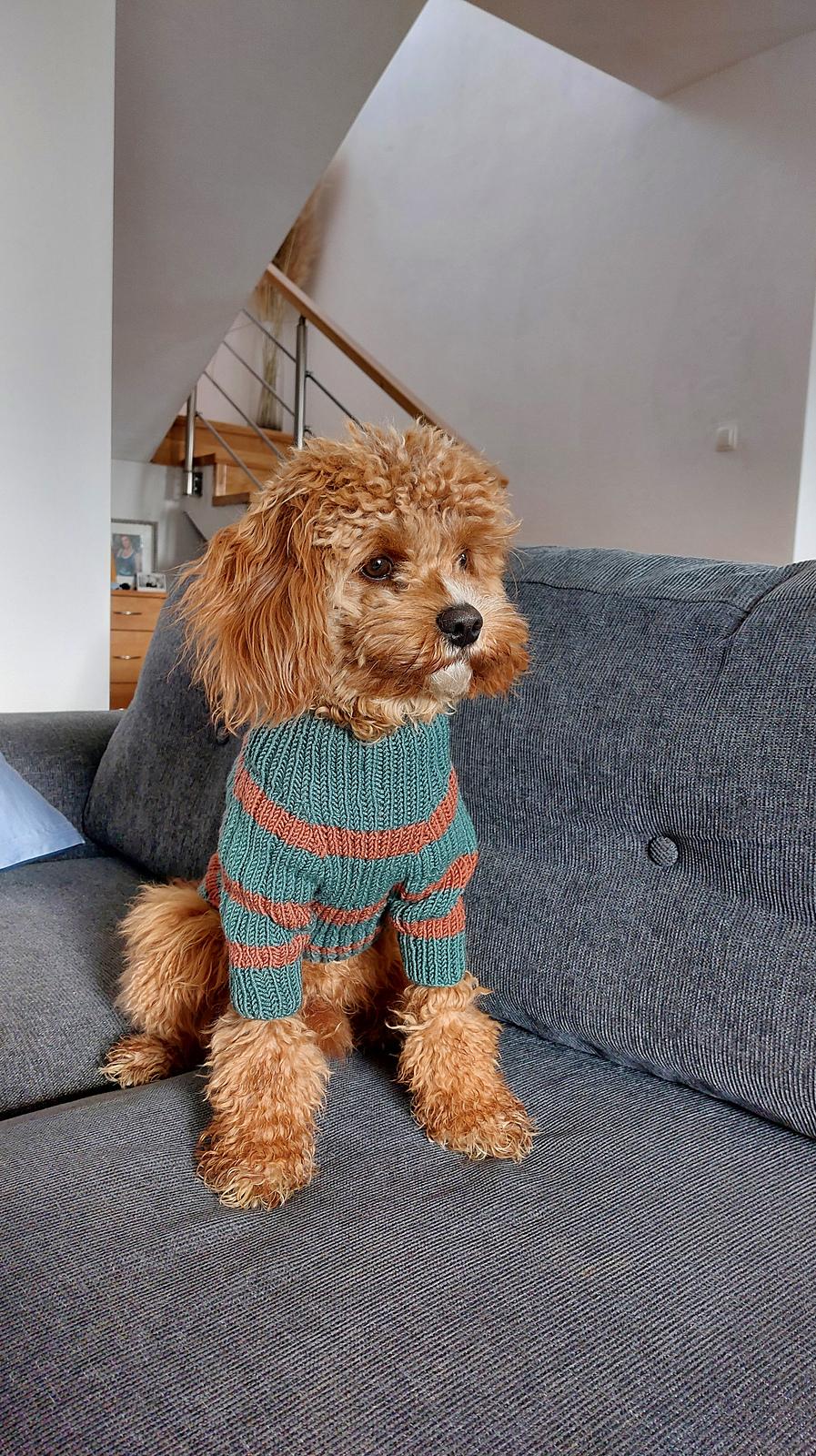 Dog Sweater Charlie No.2