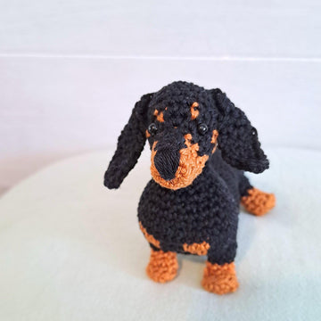 Dachshund