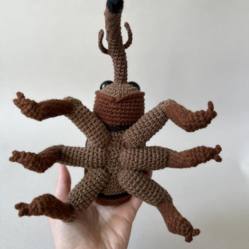 Acorn Weevil