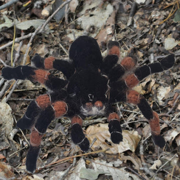 Tarantula