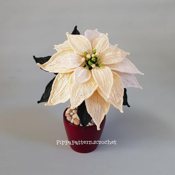 Poinsettia