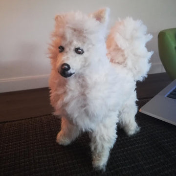 Waffle, the Eskie