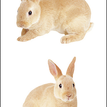Mrs. Grossman's Stickers - Rabbits