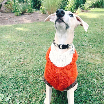 Doggo no 3