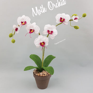 Moth Orchid