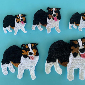Tri-colored Border Collie
