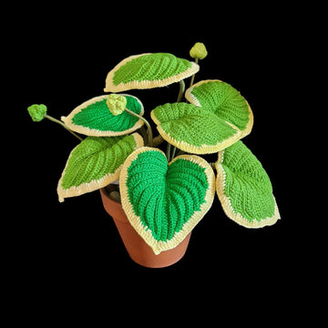 Crochet Hosta plant
