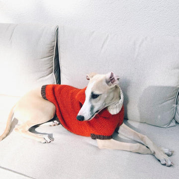 Doggo no 3