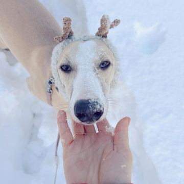 Doggo no 8 snood