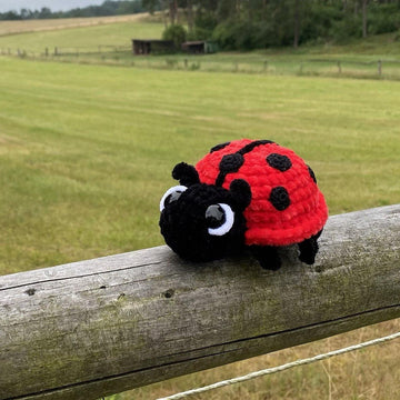 Ladybug