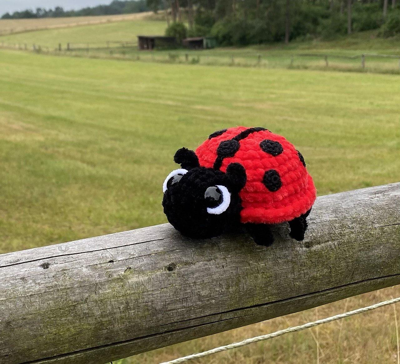 Ladybug