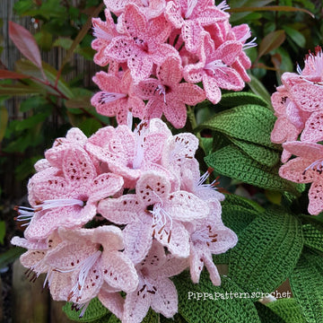 Rhododendron