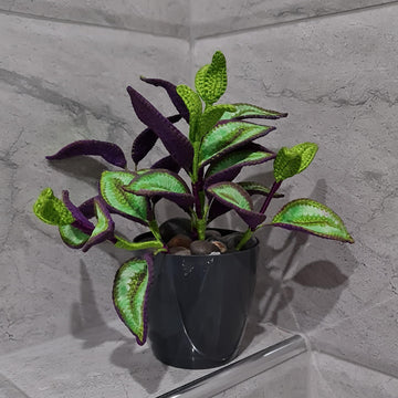 Crochet Tradescantia Zebrina plant