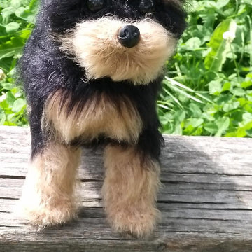 Dog Yorkshire Terrier