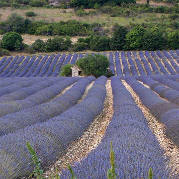 Lavender Breeze