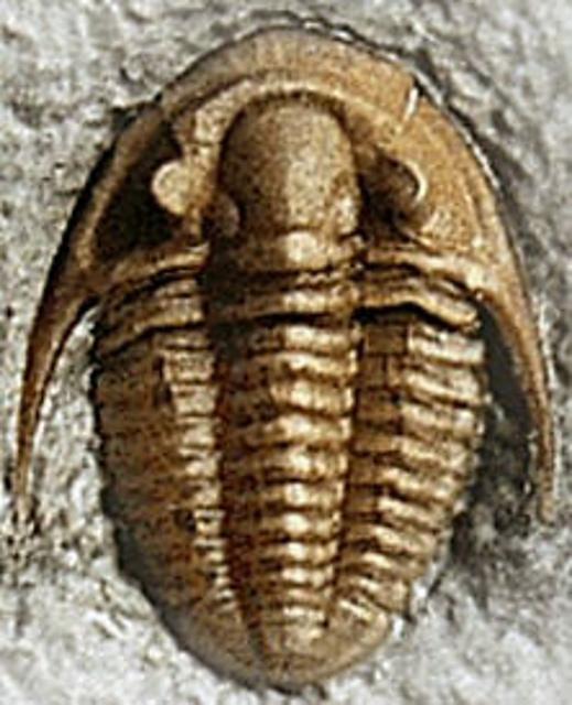 A Trio of Trilobite Hand Warmers