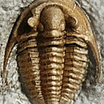 A Trio of Trilobite Hand Warmers