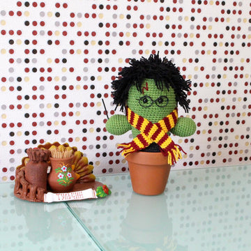 Cactus wizard Harry, plant, succulent