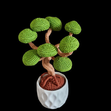 Juniper Bonsai tree