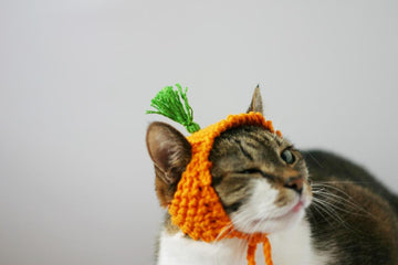 A Carrot Hat for a Cat