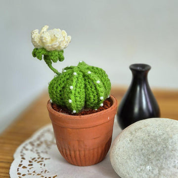 Cactus plant with flower