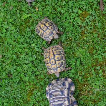 Tortoise