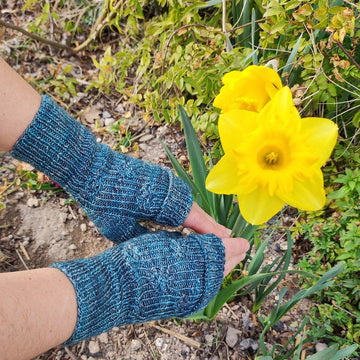 Primula